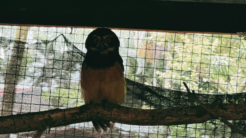 Summer 2025 | Costa Rica | Global Philanthropy Leadership Internship Program | Costa Rica Biodiversity Project