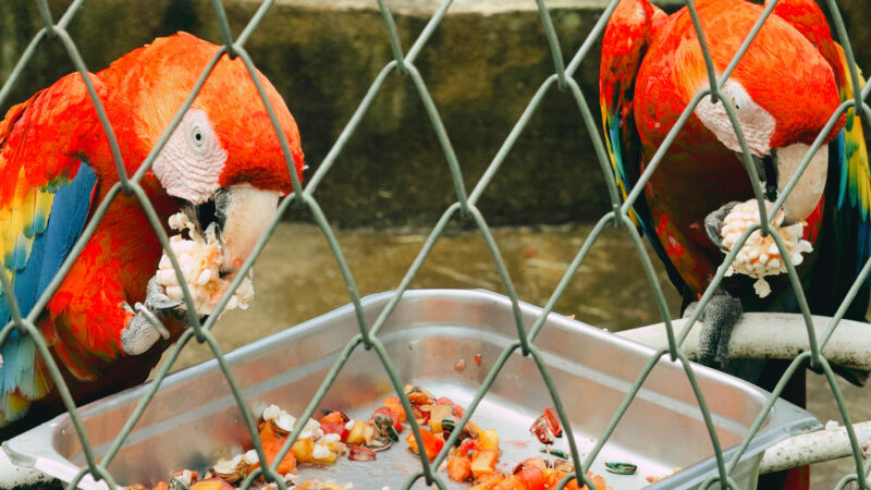Summer 2025 | Costa Rica | Global Philanthropy Leadership Internship Program | Costa Rica Biodiversity Project