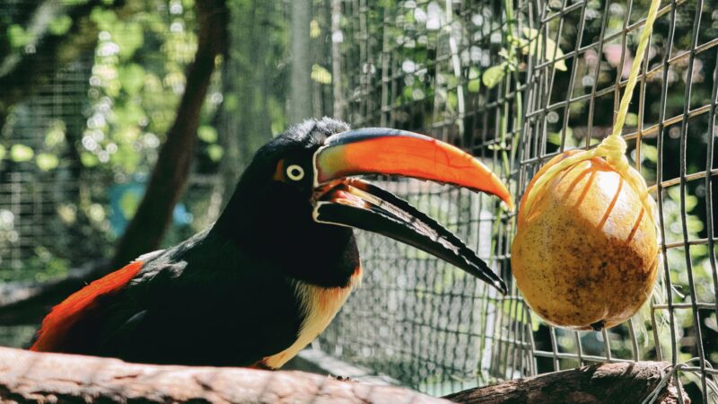 Summer 2025 | Costa Rica | Global Philanthropy Leadership Internship Program | Costa Rica Biodiversity Project