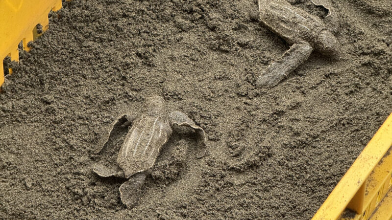 Summer 2025 | Costa Rica | Global Philanthropy Leadership Internship Program | Costa Rica Biodiversity Project