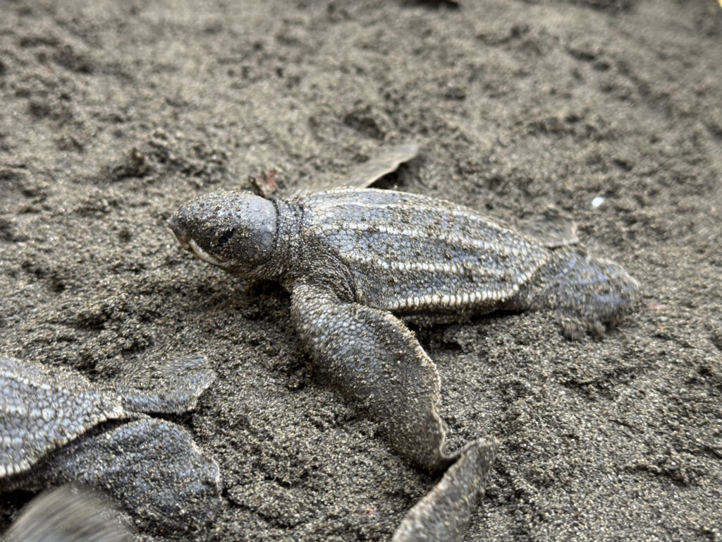 Summer 2025 | Costa Rica | Global Philanthropy Leadership Internship Program | Costa Rica Biodiversity Project | teen volunteer opportunities | global leadership program