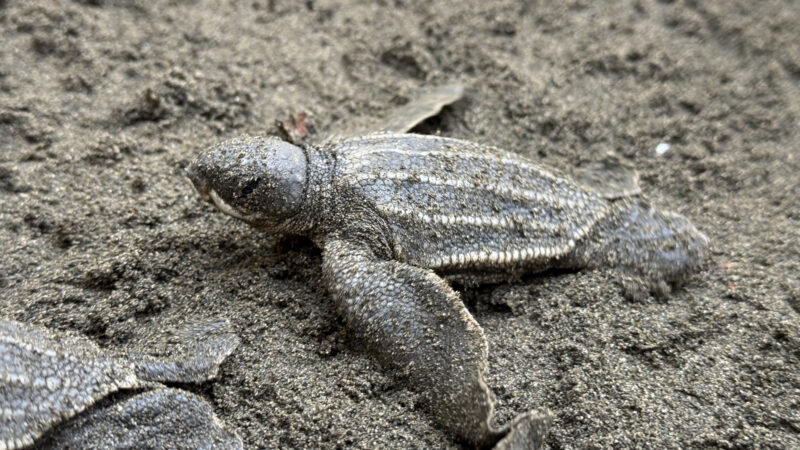 Summer 2025 | Costa Rica | Global Philanthropy Leadership Internship Program | Costa Rica Biodiversity Project