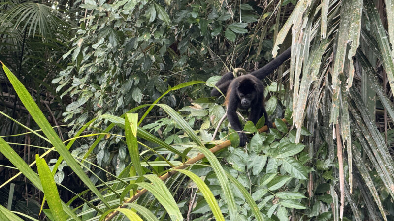 Summer 2025 | Costa Rica | Global Philanthropy Leadership Internship Program | Costa Rica Biodiversity Project