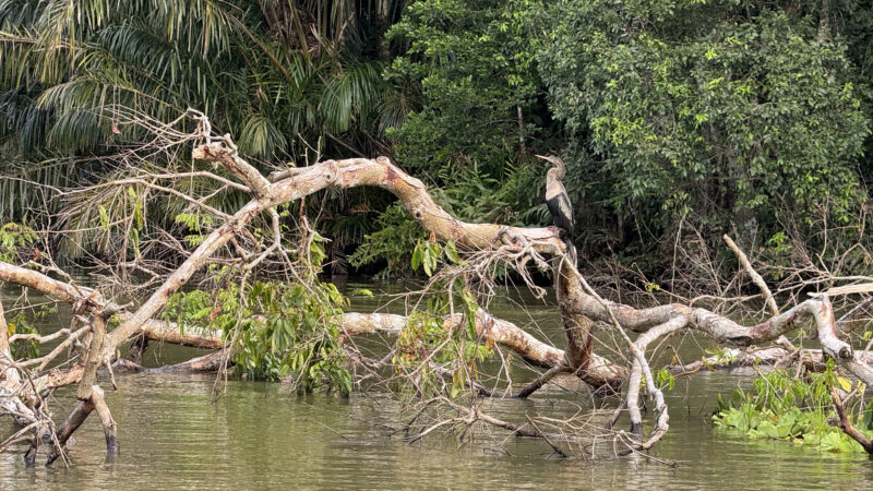 Summer 2025 | Costa Rica | Global Philanthropy Leadership Internship Program | Costa Rica Biodiversity Project