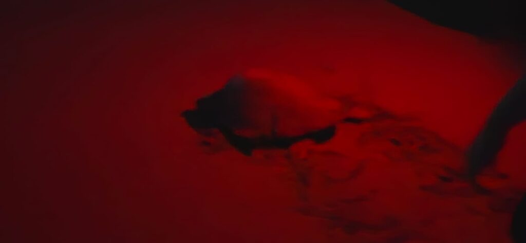 summer S2 2025 Costa Rica Biodiversity GPL Program| global leadership program that develop global perspective