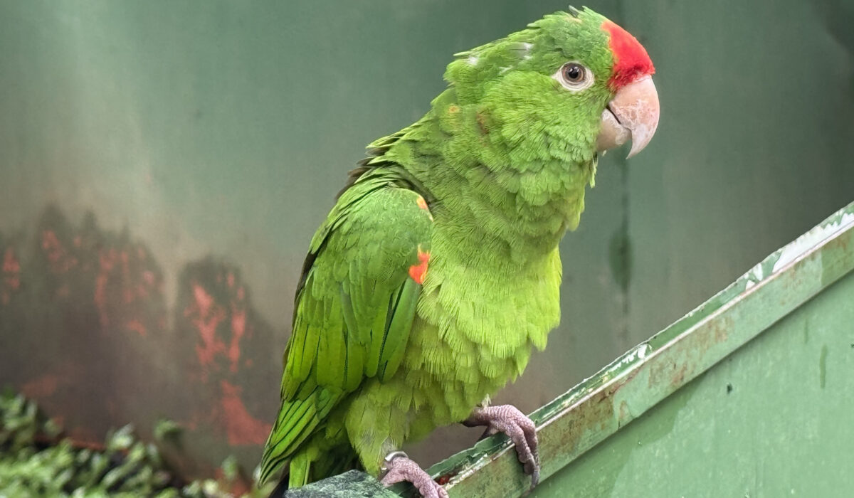 summer S2 2025 Costa Rica Biodiversity GPL Program | volunteering abroad programs