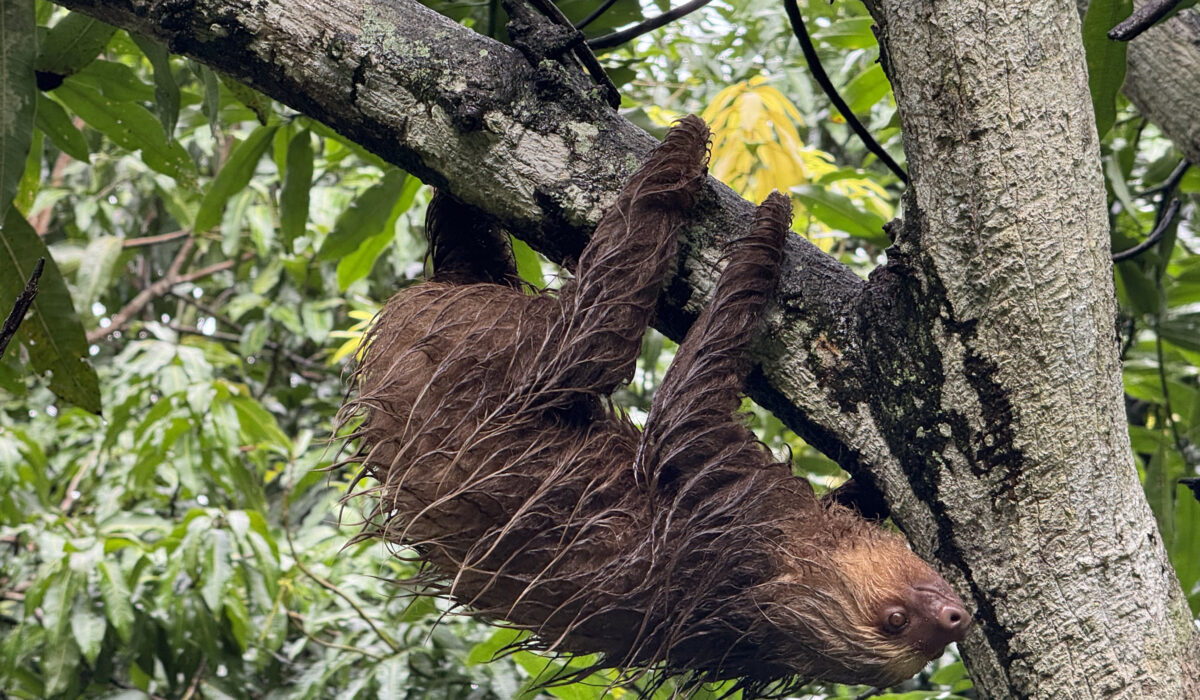 summer S2 2025 Costa Rica Biodiversity GPL Program | volunteering abroad programs