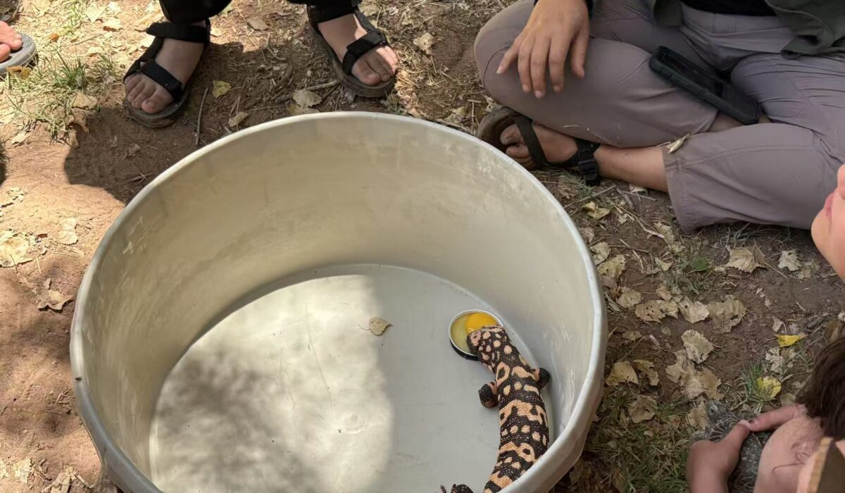 field research in Arizona for high school students